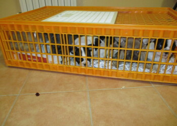 Animali: scoperto traffico cuccioli dalla Slovacchia