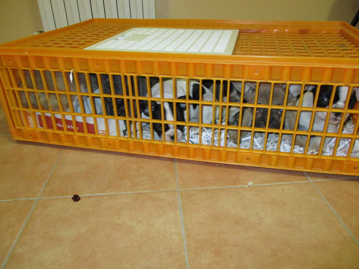 Animali: scoperto traffico cuccioli dalla Slovacchia