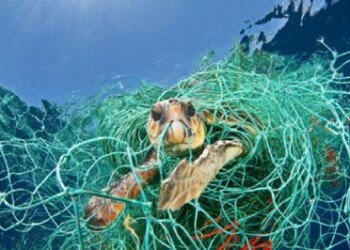 Animali: TartaLife, in 5 anni salvate 1500 Caretta caretta 