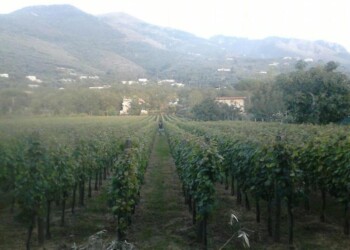 Antichi semi, nuovi mercati: ecco il progetto
