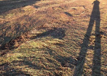 Cavallette nelle campagne della Sardegna e api a Bologna