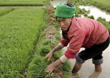 Confagri, invasione di riso dalla Birmania e la Cambogia, l’Ue agisca