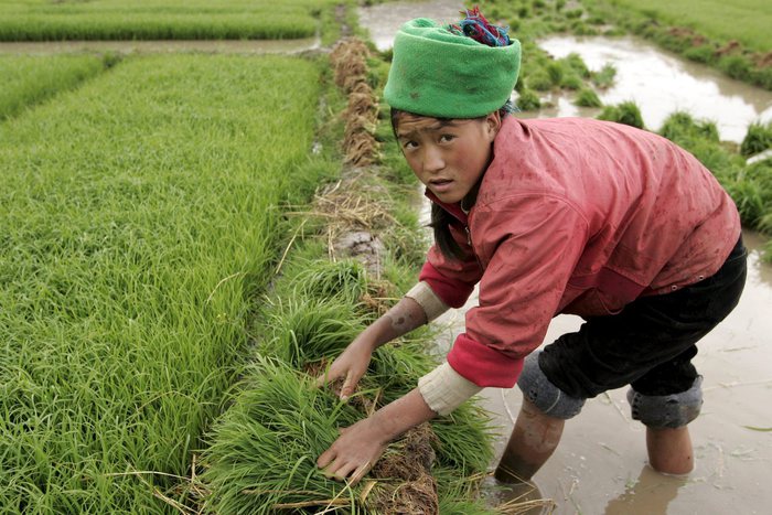 Confagri, invasione di riso dalla Birmania e la Cambogia, l’Ue agisca