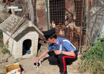 Cucciolo cane maltrattato, denuncia