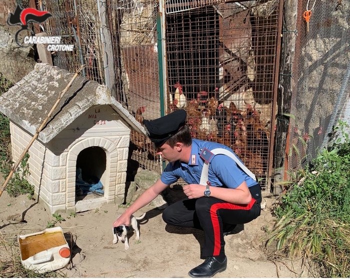 Cucciolo cane maltrattato, denuncia