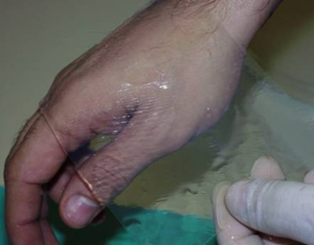 Dai cammelli alle meduse, l’arca di Noè dei biomateriali