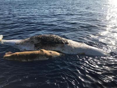 Due capodogli morti al largo dell'Isola di Palmarola