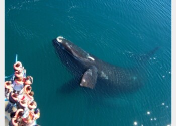 Giornata Oceani, sito per canti balene