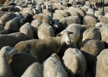 Gregge in orti vicino,padrona a processo