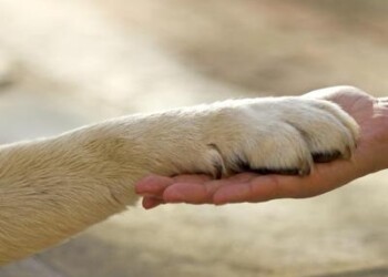 Hill’s Pet Nutrition ed Enpa insieme per gli amici a quattro zampe
 