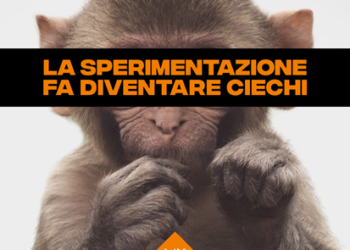 LAV, Vivisezione: SALVARE UN GRUPPO DI MACACHI CHE SARANNO ACCECATI