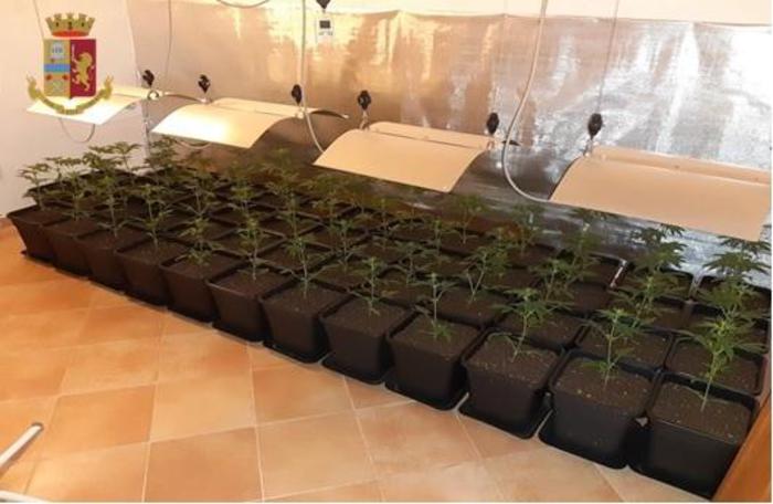 In casa una serra di marijuana,arrestato