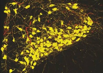 La paura si può controllare ‘a comando’