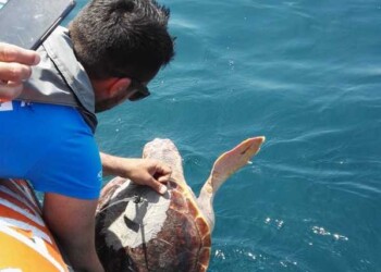 Liberata Caretta caretta curata Livorno