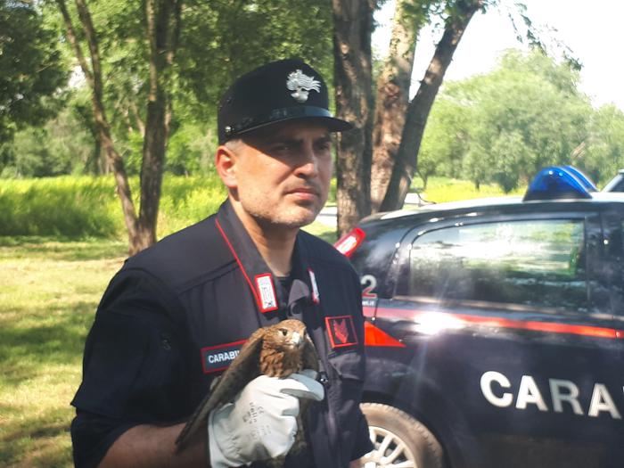 Liberati 2 gheppi in parco droga Milano