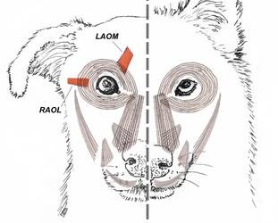 Lo sguardo espressivo dei cani voluto dall’uomo