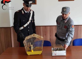 Maltrattamento di animali, una denuncia