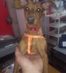 Messina: cessione di proprietà ,pincher di sei mesi