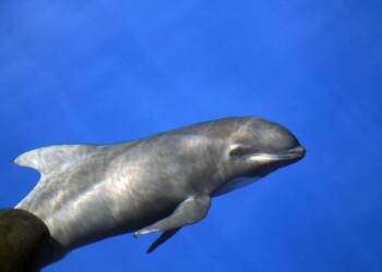 Nell’Adriatico più tartarughe e delfini