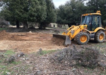 Peste suina: Solinas, stop restrizioni