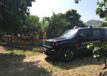 Sei apicoltori multati e denunciati