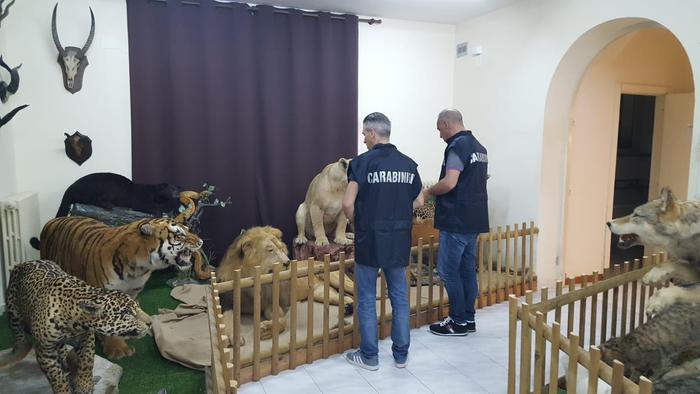 Sequestro animali imbalsamati in museo