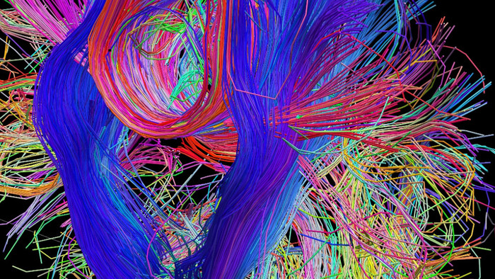 Si prepara la Google Map del cervello, decine di progetti