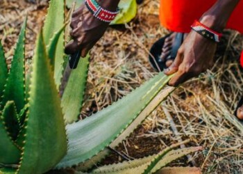 Sostenibilità: Source to Skin, aloe dal Kenya per l’emancipazione
 