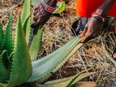 Source to Skin, Lush racconta il viaggio dell'aloe dal Kenya