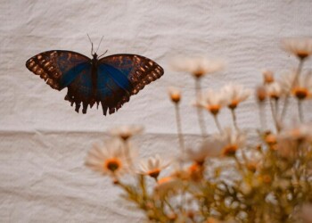 Studiosi a congresso Lepidopterologia