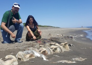 Un altro gigante del mare spiaggiato, questa volta in Toscana