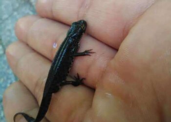 Un tritone crestato in Parco del Pollino