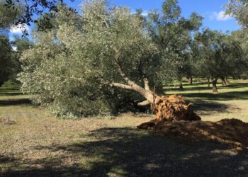 Xylella: Cia, affonda il comparto florovivaistico nazionale