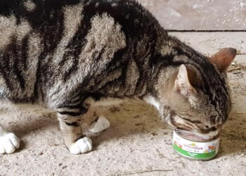 Almo Nature, utili vanno a cani e gatti