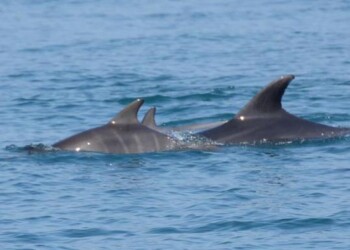 Altri 3 delfini spiaggiati in Toscana