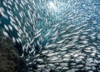 Ambiente: l’allarme, il Mediterraneo sta esaurendo le sue risorse  
