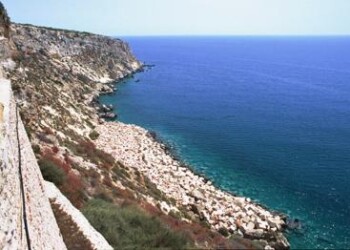 Ambiente: scoperta una foresta di raro corallo nero alle isole Tremiti/Adnkronos
 