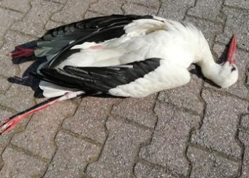 Animali: Lodi, cicogna bianca uccisa con fucile ad aria compressa
 