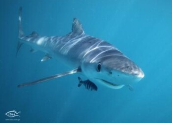 Animali: squali in crisi nel Mediterraneo, rischio di estinzione 