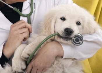 Assicurazioni: 1,7 mln italiani hanno polizze per cani e gatti  