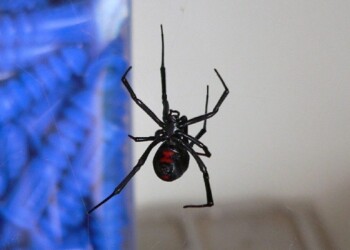 Barletta, punto da ragno “vedova nera”- 60enne salvato da siero mai usato in Italia