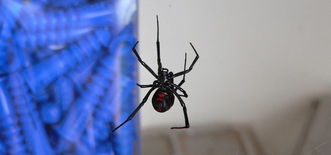 Barletta, punto da ragno “vedova nera”- 60enne salvato da siero mai usato in Italia