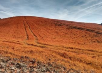 PAN Pesticidi, ancora nessuna notizia della sua pubblicazione