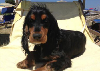 Cani e gatti al mare a Petacciato