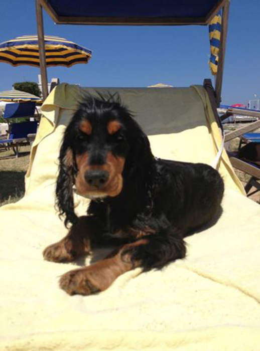 Cani e gatti al mare a Petacciato
