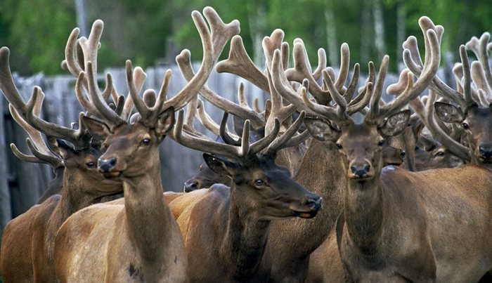 Clima, renne morte di fame in Norvegia