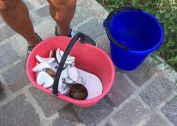 Cocco sequestrato, multe per 50mila euro