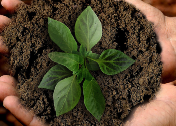 Come rendere la spesa più sostenibile in cinque mosse