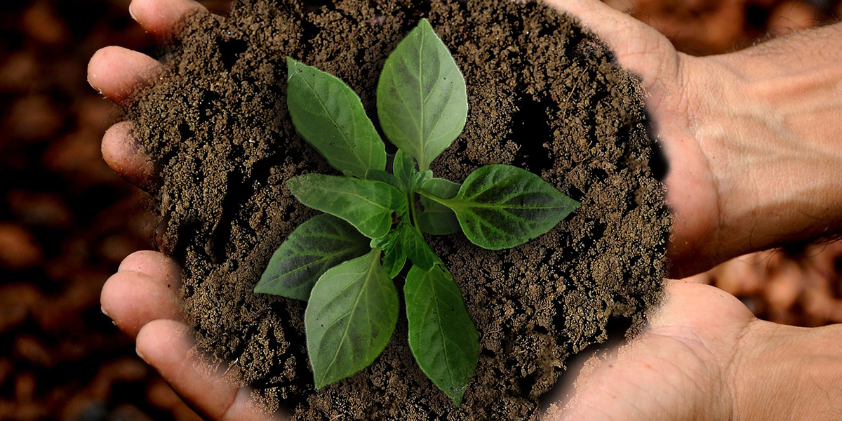 Come rendere la spesa più sostenibile in cinque mosse