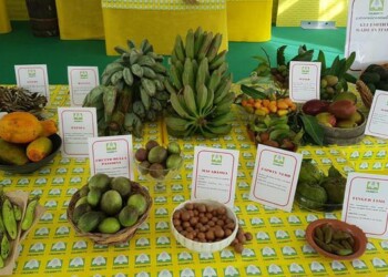 Con il cambiamento climatico è boom di tropicali italiani, da mango a banane